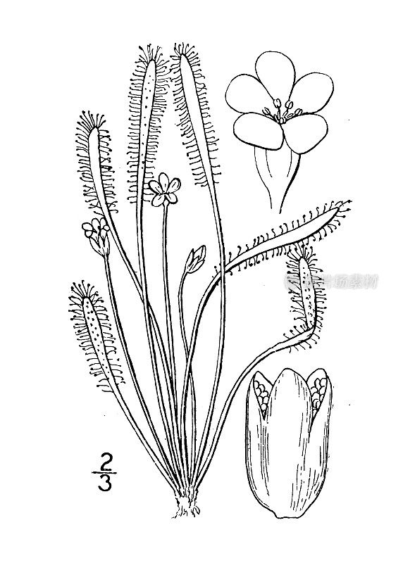 古植物学植物插图:花sera linearis，细长叶茅膏菜